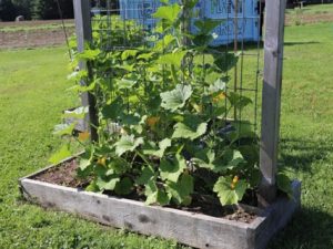  wooden raised garden bed with metal trellis with established squash plants growing vertically