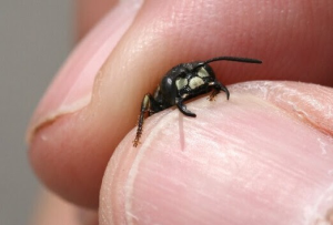 Close up picutre of wasp being held between two fingers