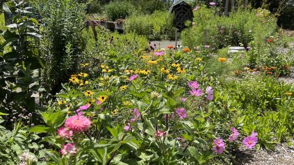 Garden flowers at Tidewater Farm