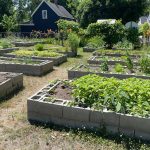 Newbury Street Community Garden Raised beds with growing plants