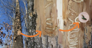 picture of tree with spots of bark stripped off and close up picture showing evidence of insects feeding right under the bark surface along with a picture of the mature insect.