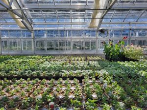 dozens of potted plants growing in a greenhouse