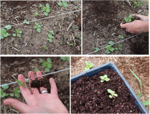 a series of four pictures showing seedlings growing, being gently dug, and later transplanted into a tray potting mix.