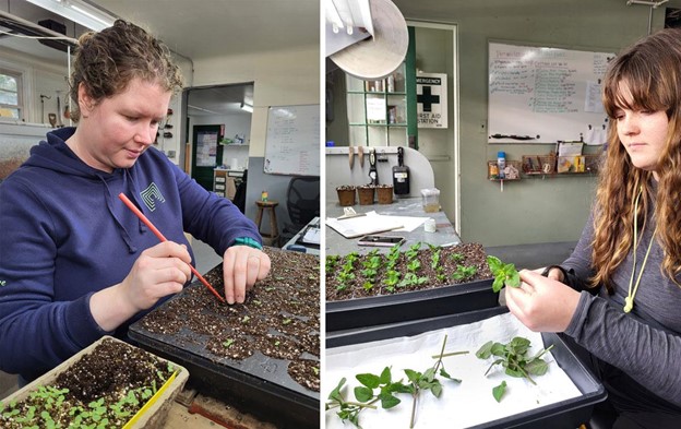 On the left is a woman in a blue sweatshirt using chopstick like tool to carefully transplant small seedlings into a plug tray. On the right is a woman preparing plant cuttings to be placed into a tray of potting mix.