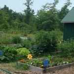 Waterboro Community Garden plots with plants growing in a fenced area.