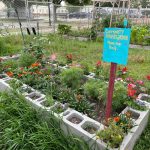 Community flower garden with sign that says snip freely