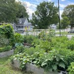 Vegetable garden beds in cement block plots