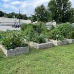 Whitney Street Community Garden plots in cement block raised beds