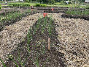 young shallot plants in garden bed surrounded by pathways mulched with straw.
