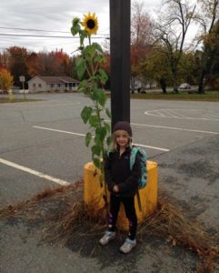 little girl standing beside sunflower growing out of the crack in a parking lot.