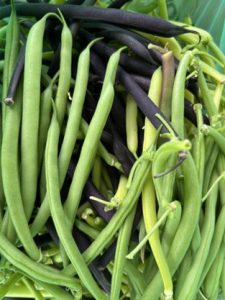 lose up image of a collection of freshly harvested green, yellow and purple beans