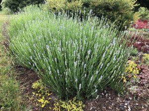 small green shrubby plants with numerous light purple flowers