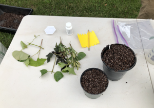 a table with plant propagation supplies including: two small pots filled with potting mix, a collection of short cuttings from a variety of plants with leaves stripped off the lower parts of the stem, plant labels, pencil, rooting hormone, and plastic bags