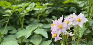 8-10 light purple flower with yellow centers with green foliage in the background