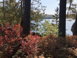 forest understory along the edge of a pond. red foliage shrubs in foreground with pond in background on a sunny fall day. 