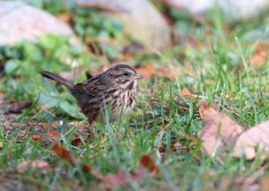 close up of small brown and white bird standing in the grass