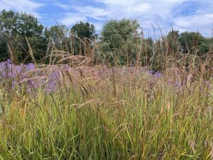 tall grasses with tall purple flowering plants in the background