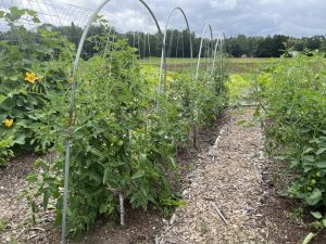 vegetable garden with tomatoes growing up strings attached to metal hoops. Field in background.