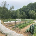 Garden rows with growing plants, watering stations, some with hoops and netting.