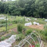 Garden plots, some with hoops and netting,