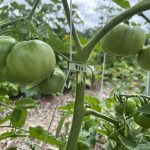 close up of green tomatoes on a plant held upright with a plastic clip attached to a white string