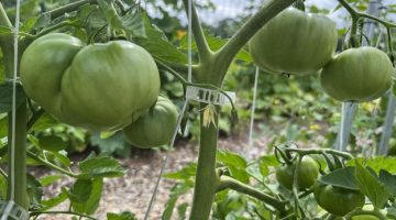 close up of green tomatoes on a plant held upright with a plastic clip attached to a white string