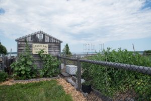 Casco Bay Community Garden shed with fencing, growing vegetable plants, with the bay in the background.