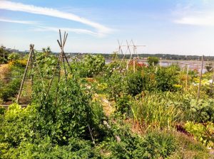 Image shows the North St. Community Garden with plants growing