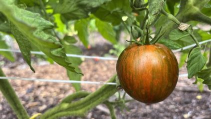 deep red tomato with green stripes on tomato plant