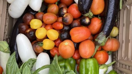 a colorful mixture of vegetables and herbs including tomato, eggplant, pepper, and basil