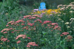 Several kinds of flowers in a field with an Adirondack chair in the background