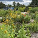 image of native plants in a garden