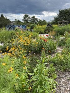 image of native plants in a garden