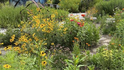 image of native plants in a garden