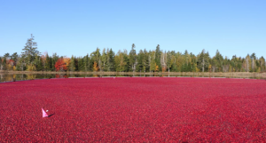 Cranberry harvest in Jonesboro, Maine, October 17, 2016. 