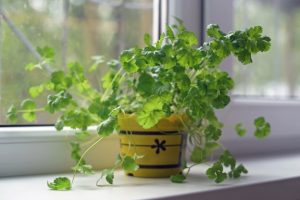 Fresh green cilantro growing up in a yellow pot placed indoors on a white windowsill in spring