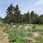 image of Hancock Community Garden with volunteers