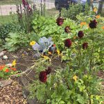 Image of flowers growing in Hancock Community Garden