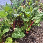 image of plants growing at Hancock community garden