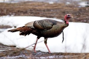 Single turkey walking through muddy grass with some patchy snow in the background.  