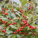 Winterberry bush