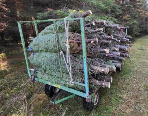 Over a dozen cut Christmas trees bundled and stacked on a small trailer. 