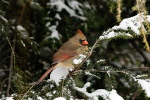 bird with a red beak and top notch sitting on a snow covered branch