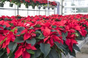 Many red poinsettia plants on greenhouse bench with hanging poinsettias in the background. 