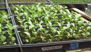 flats of seedlings