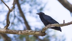 A Fish Crow perched on a tree branch with a blurred background of sky and foliage. The bird is black with a slightly glossy sheen and is facing to the left.