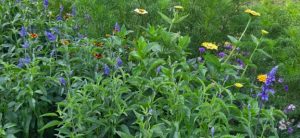 The image shows an abundance of green foliage with various flowers in bloom, including tall yellow zinnias and spiky purple salvia. The dense greenery in the background suggests a thriving, naturalistic planting style.