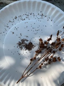 A white paper plate holding numerous tiny seeds and a dried Penstemon digitalis seed head. The seeds are scattered around the plate with some collected in a small pile, and two brown, dried flower stalks rest on the side.