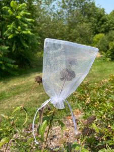 A sheer white mesh drawstring bag covers the seed head of a native plant outdoors in a garden. The bag protects the drying seed head from dispersing or being eaten by wildlife.