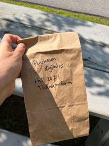 A person's hand holds a small brown paper bag outdoors. The bag is wrinkled and has black handwriting on it. The text reads: "Penstemon digitalis Fall 2024 Tidewater Farm." The background shows a white wooden picnic table and a paved area.